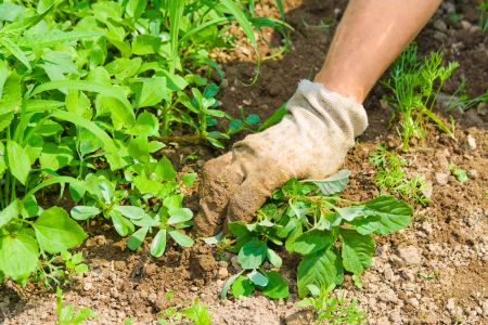 Controlling Summer Weeds in Your Georgia Lawn