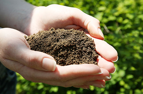 Fertilization Image