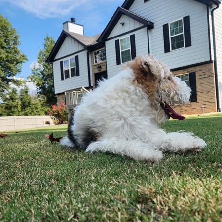 Fertilization flowery branch tx